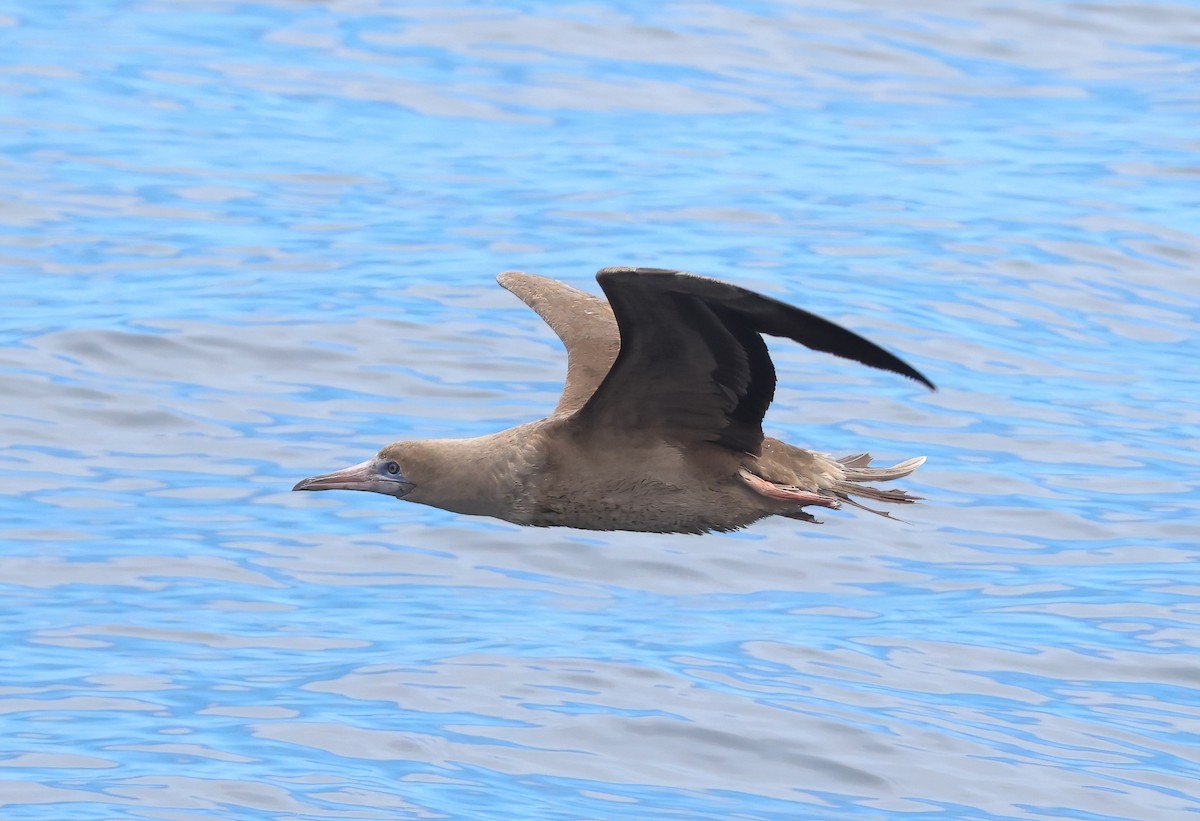 Red-footed Booby - ML642680287