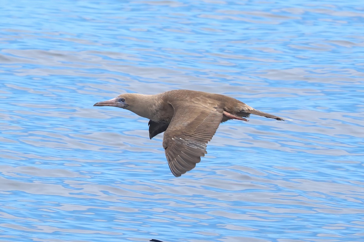Red-footed Booby - ML642680288