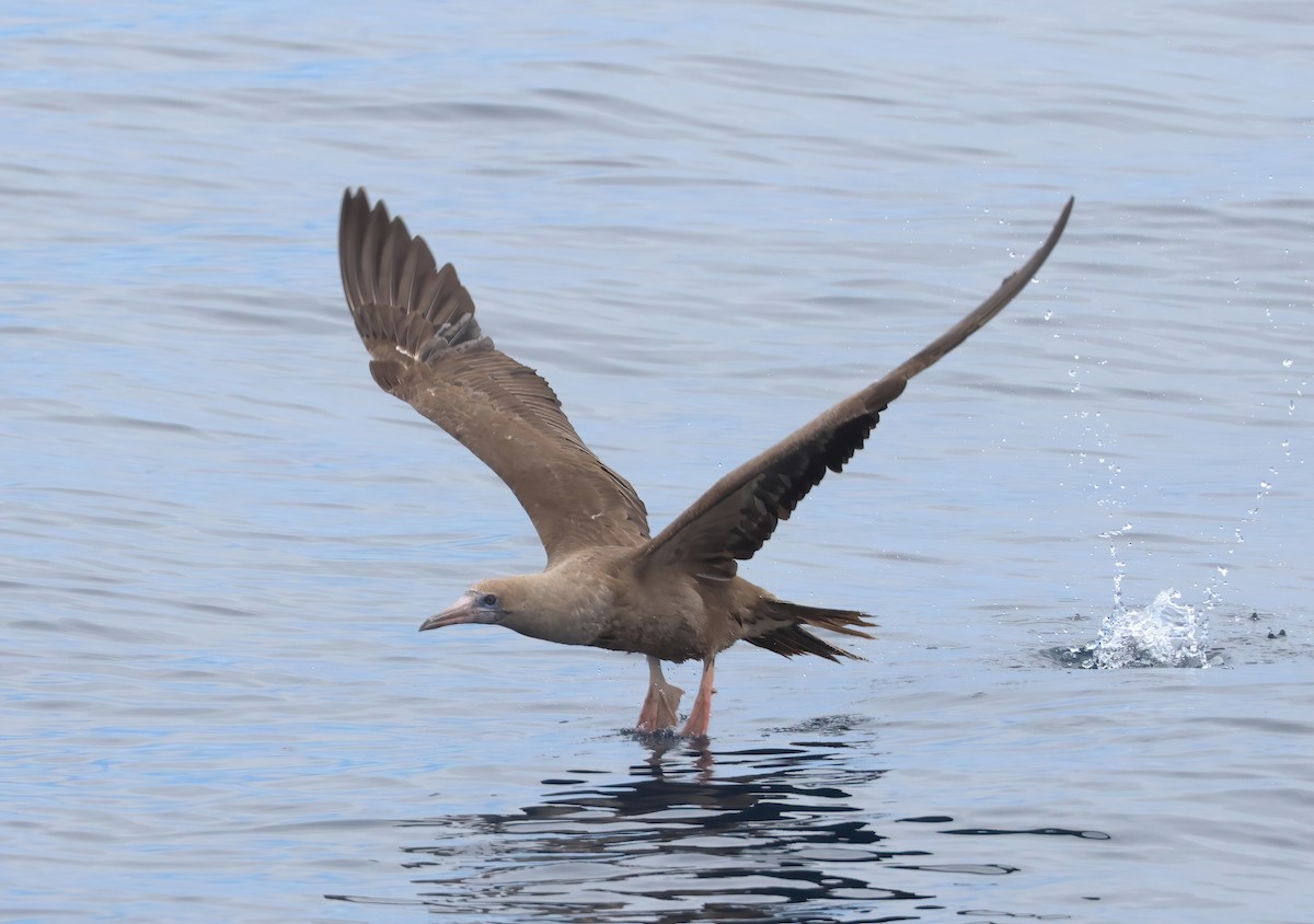 Red-footed Booby - ML642680289