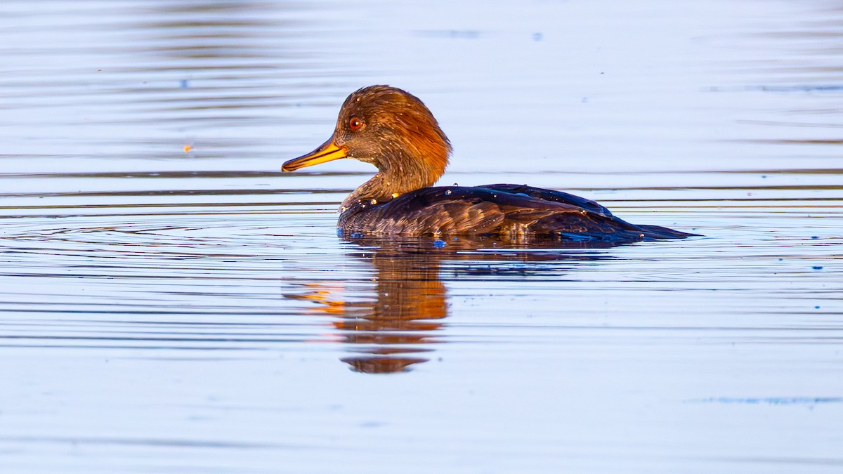 Hooded Merganser - ML642680294