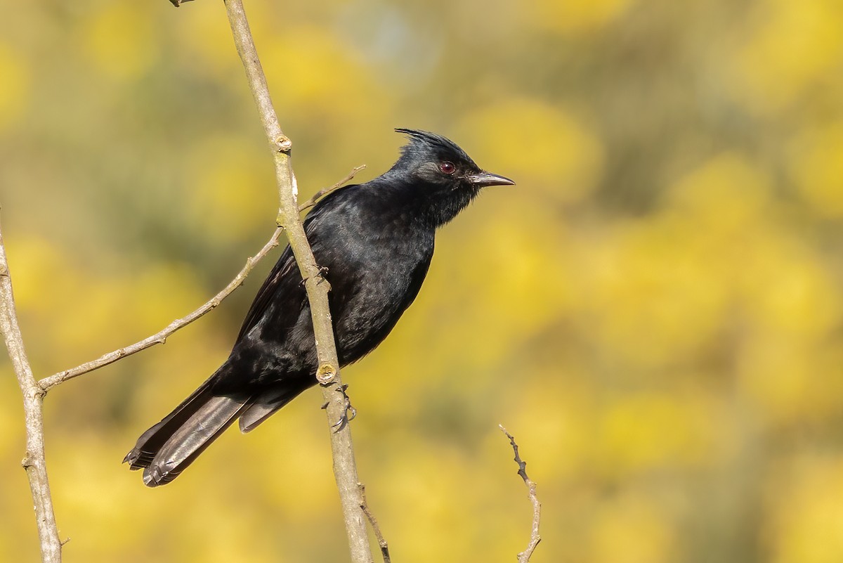 Crested Black-Tyrant - ML642680295