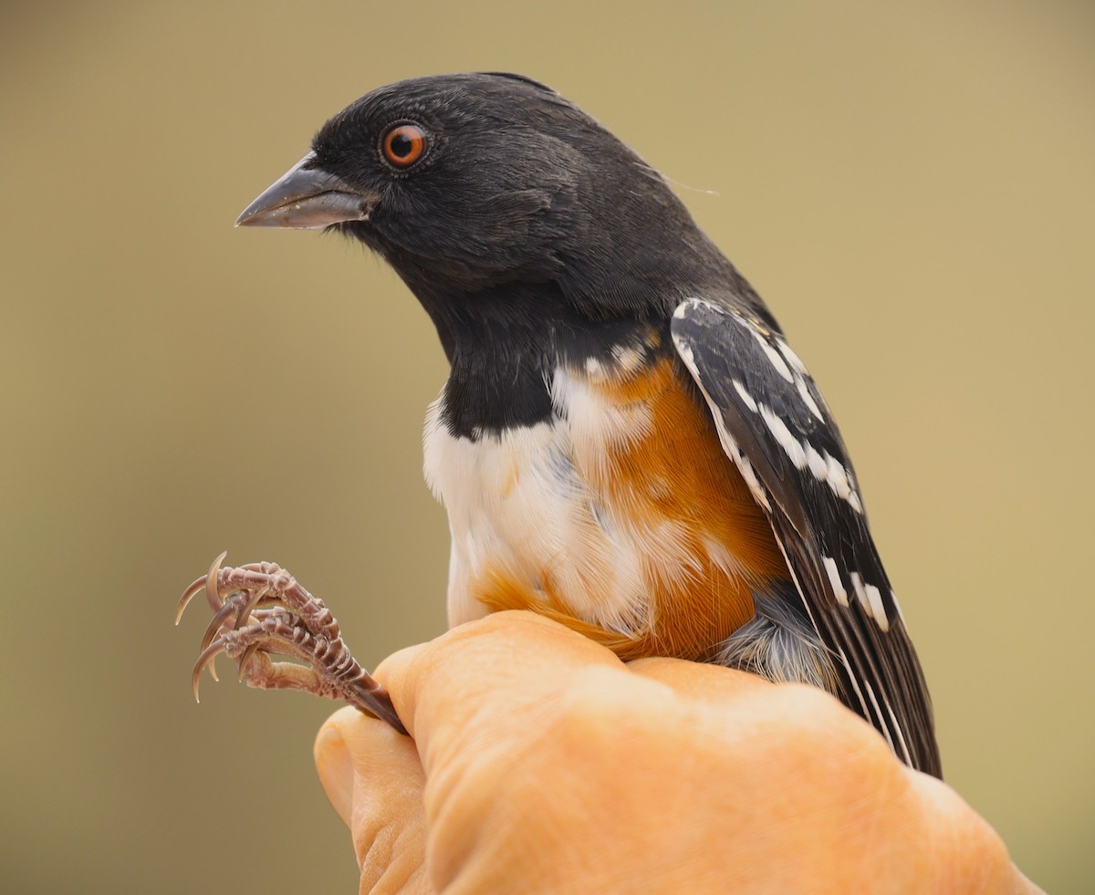 Spotted Towhee - ML642680319