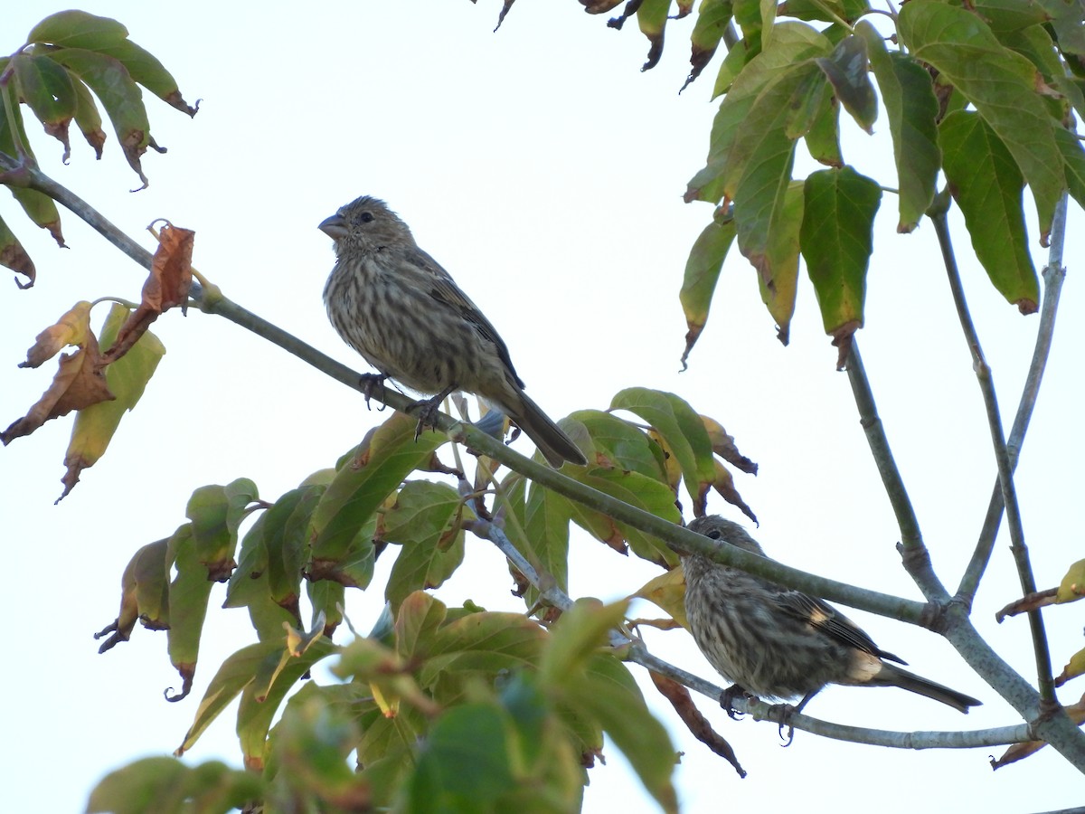House Finch - ML642680321