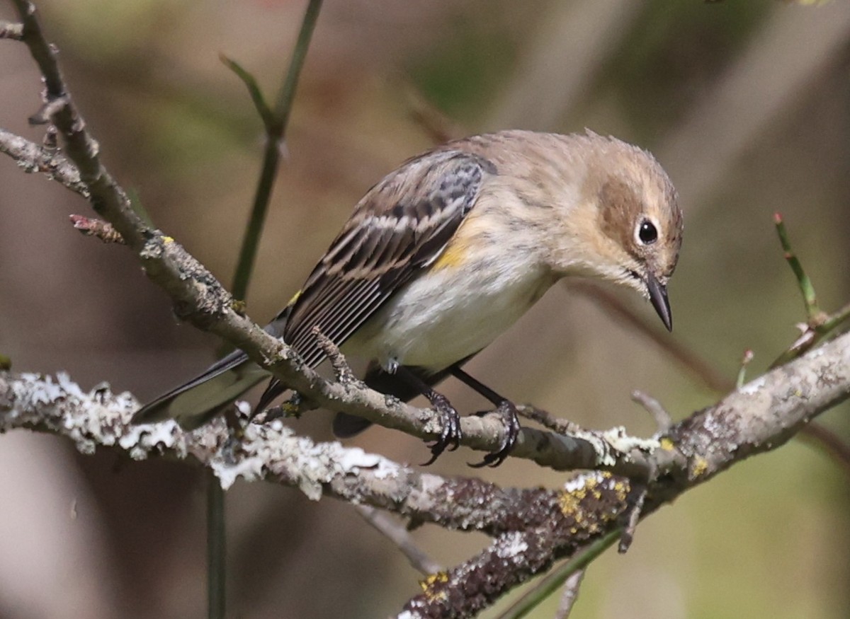 Yellow-rumped Warbler (Myrtle) - ML642680325