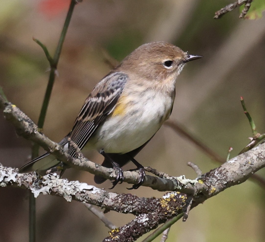 キヅタアメリカムシクイ（coronata） - ML642680326