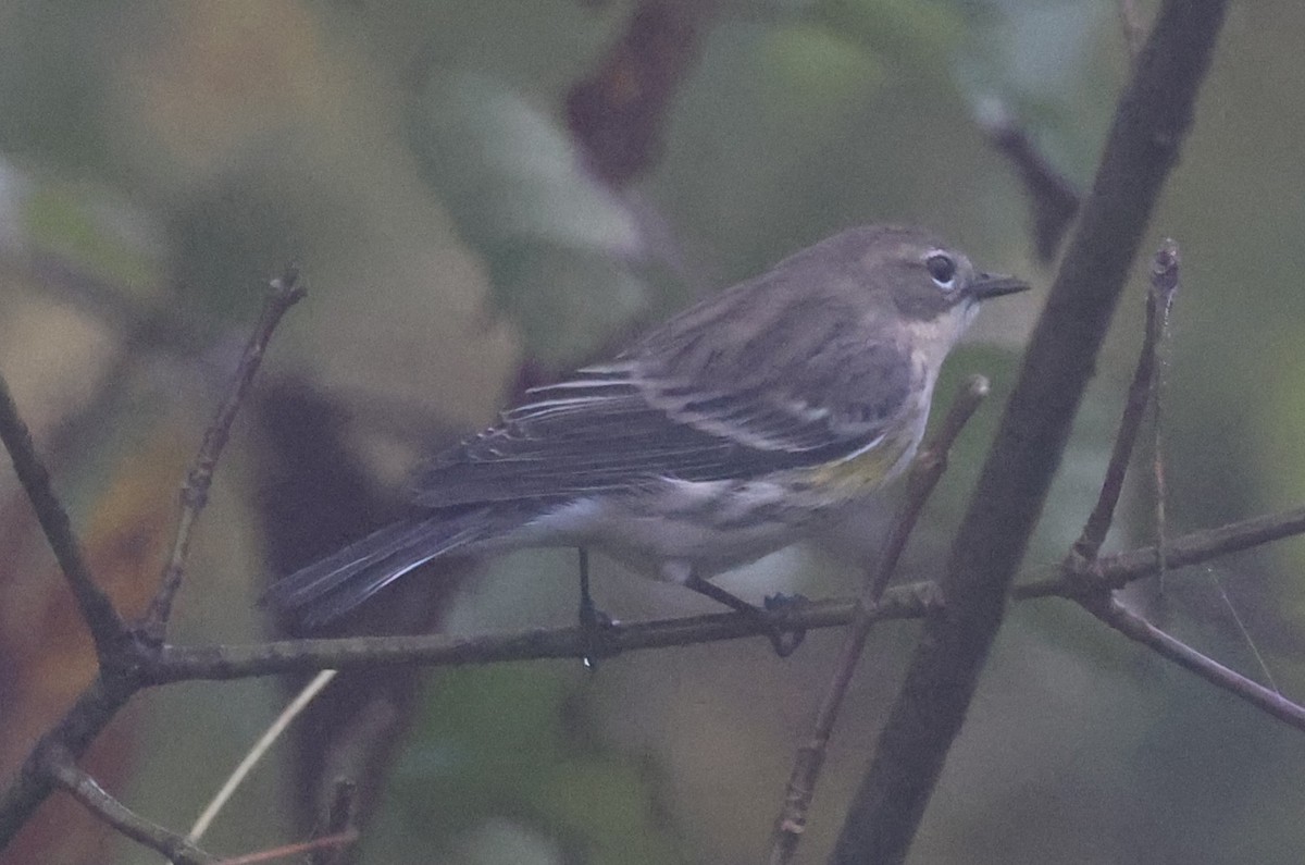Yellow-rumped Warbler (Myrtle) - ML642680328