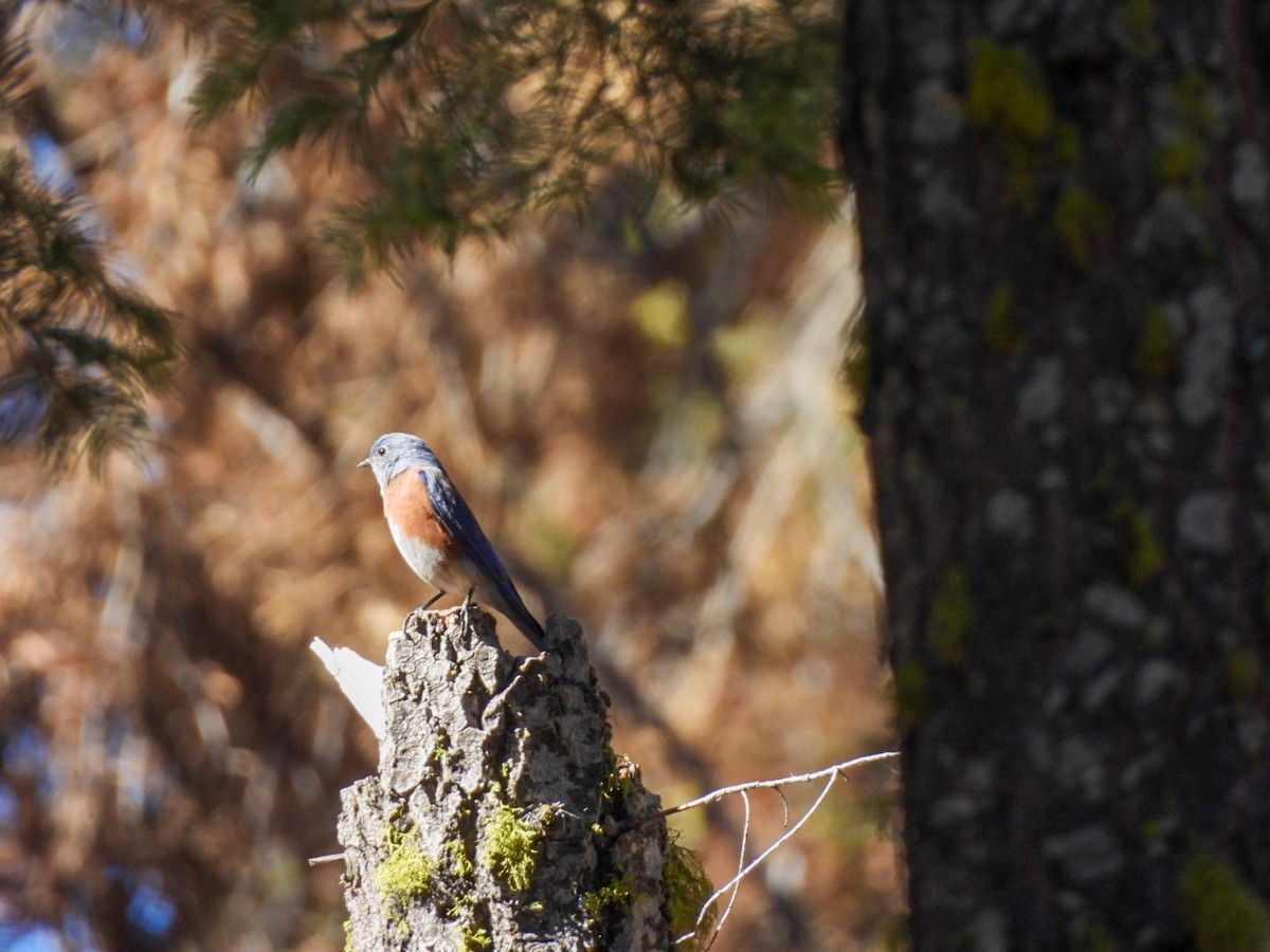 Western Bluebird - ML642680342