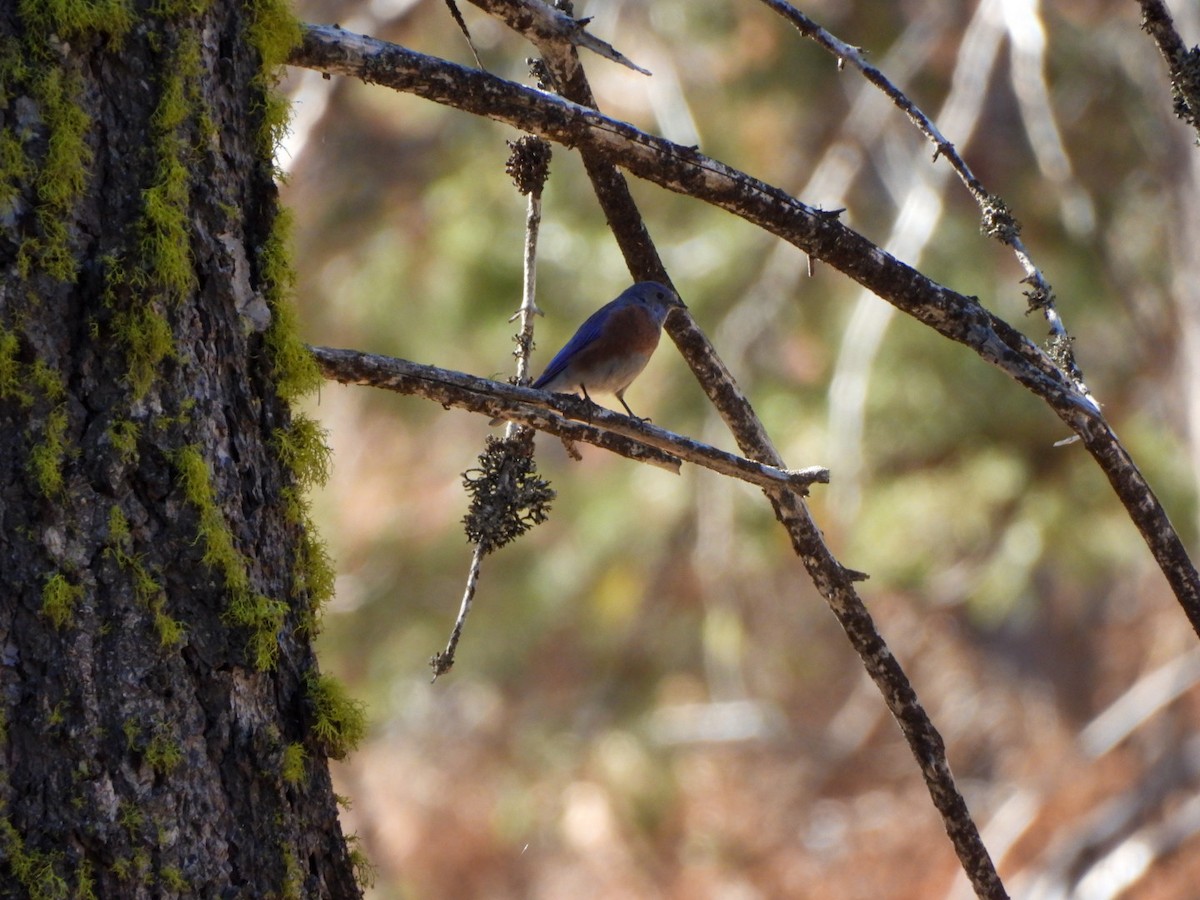 Western Bluebird - ML642680343