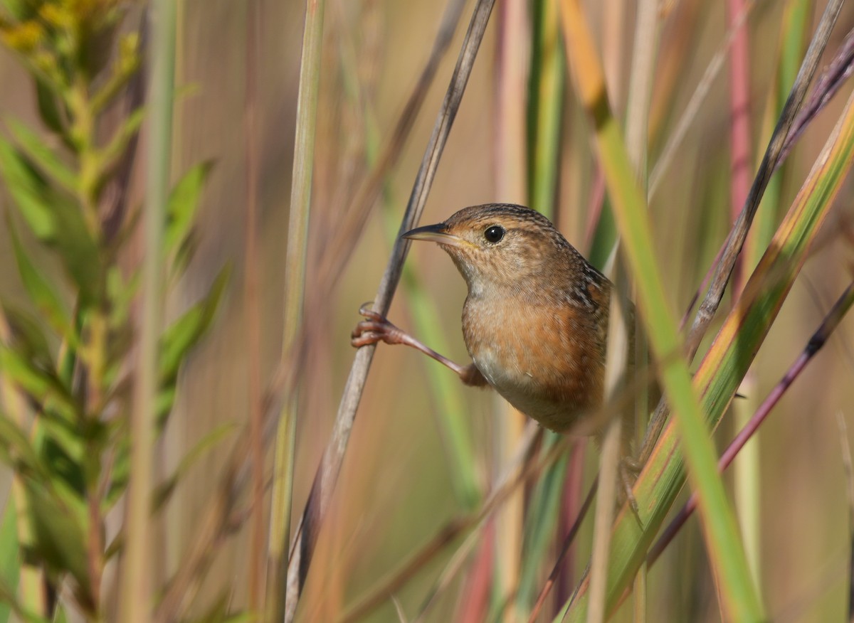 Sedge Wren - ML642680362