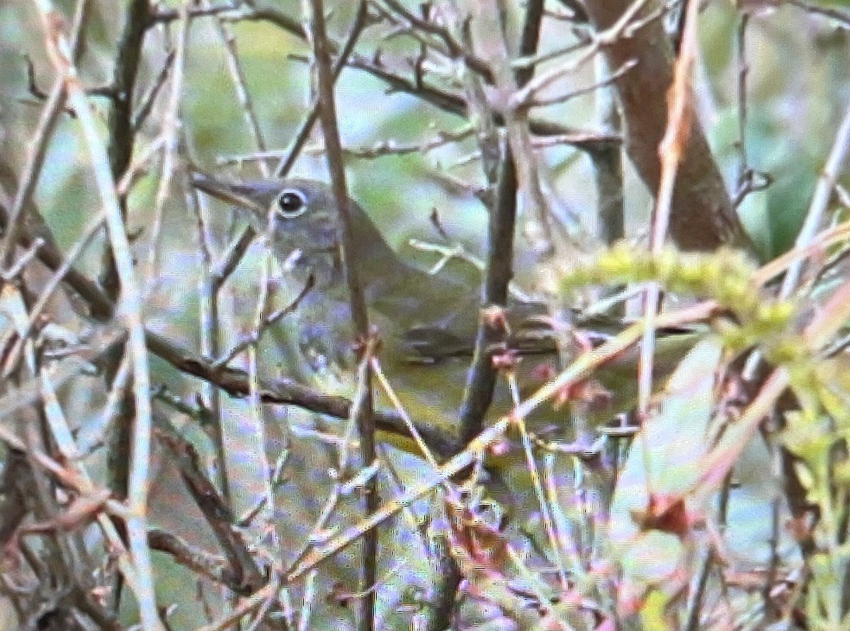 Connecticut Warbler - ML642680368