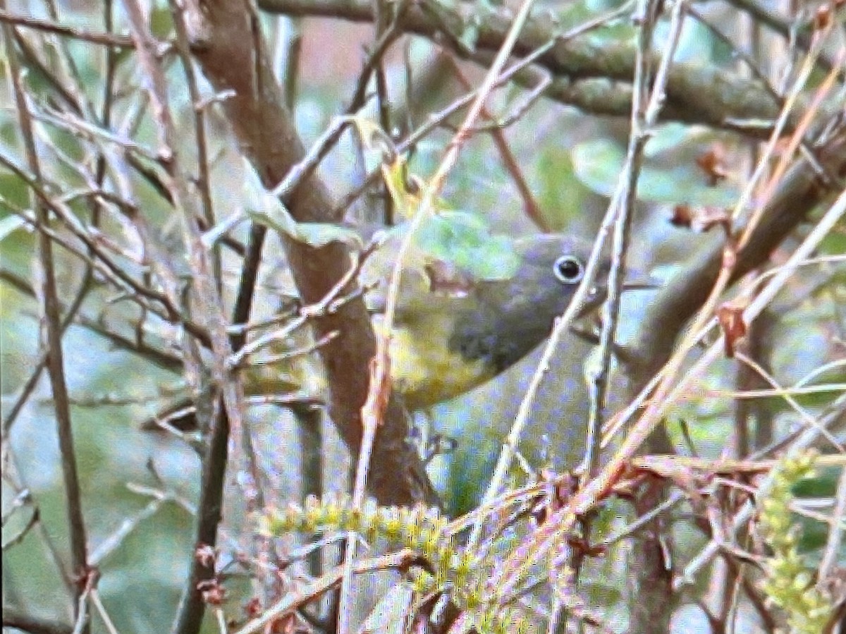 Connecticut Warbler - ML642680370