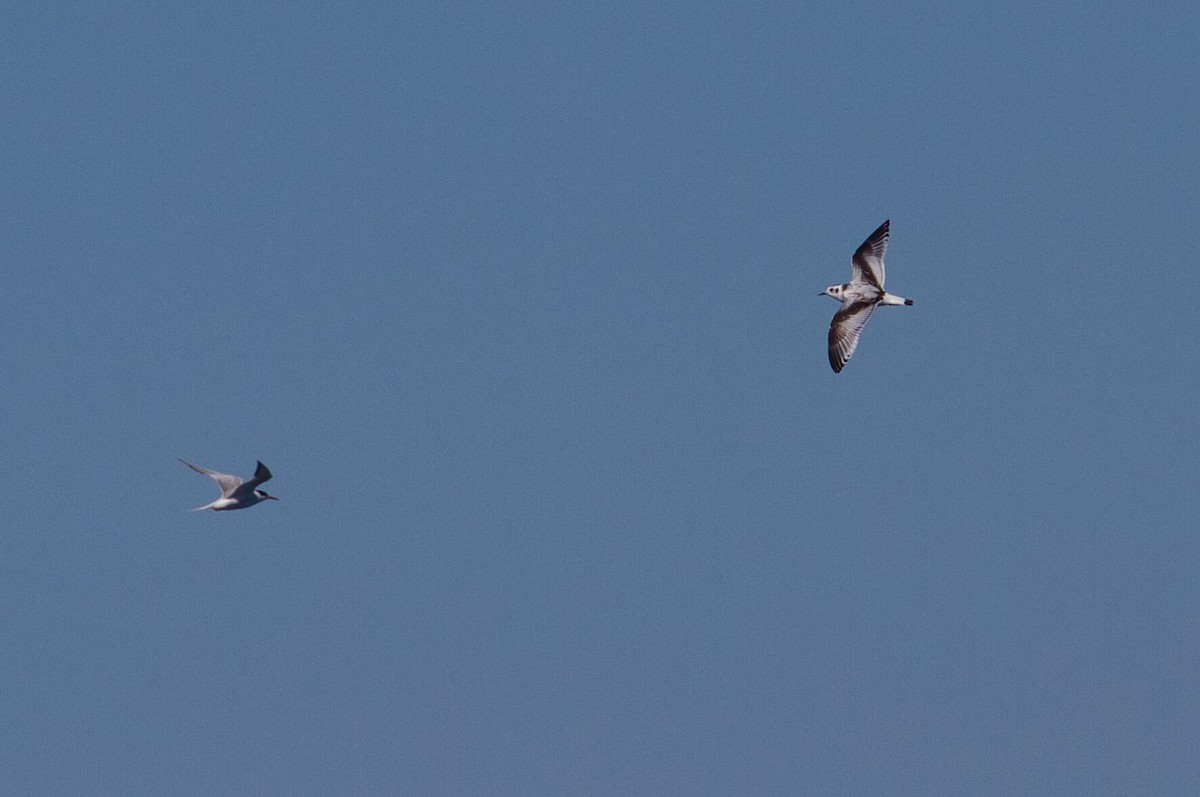 Mouette pygmée - ML642680376
