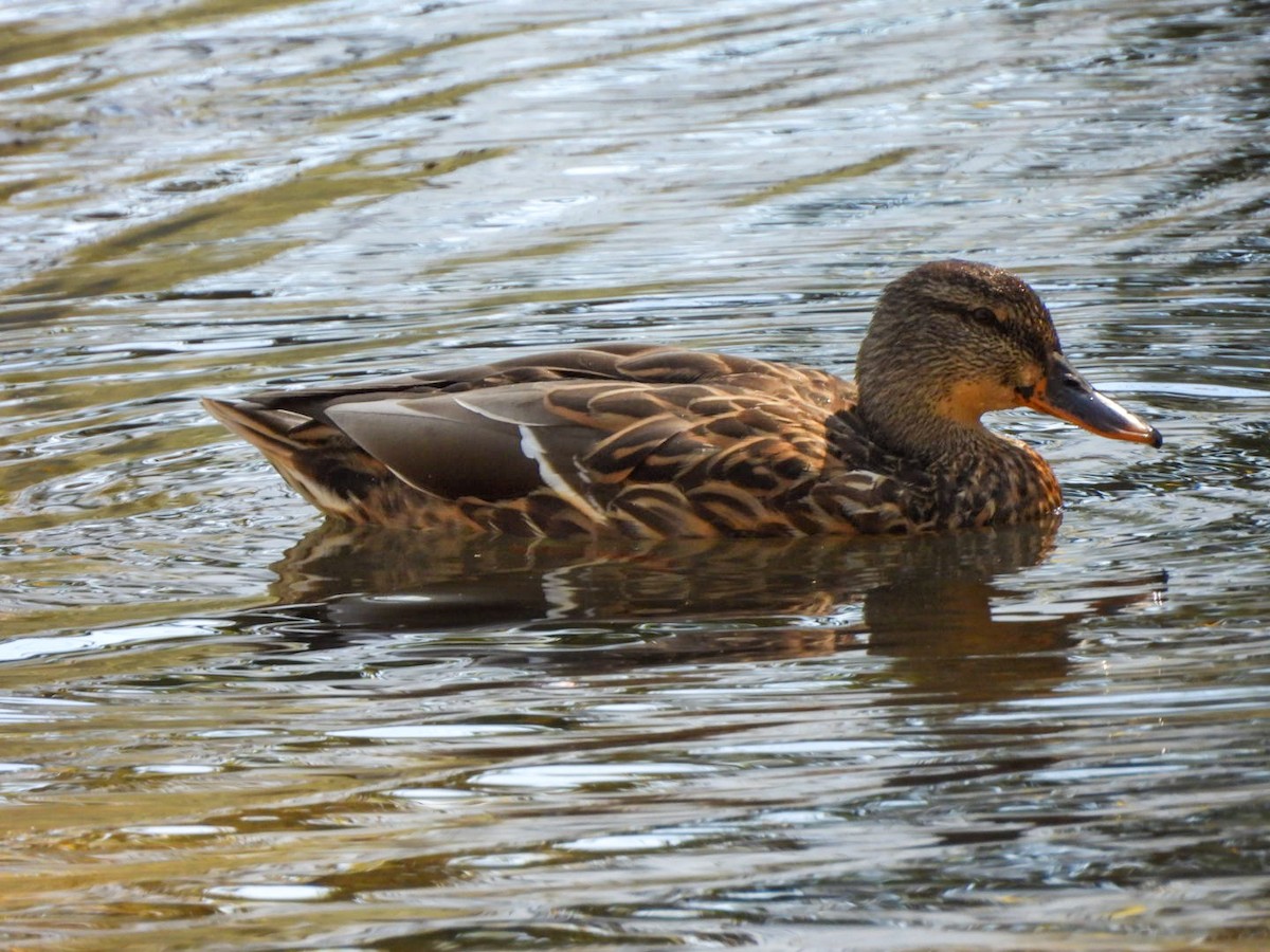Mallard - ML642680391