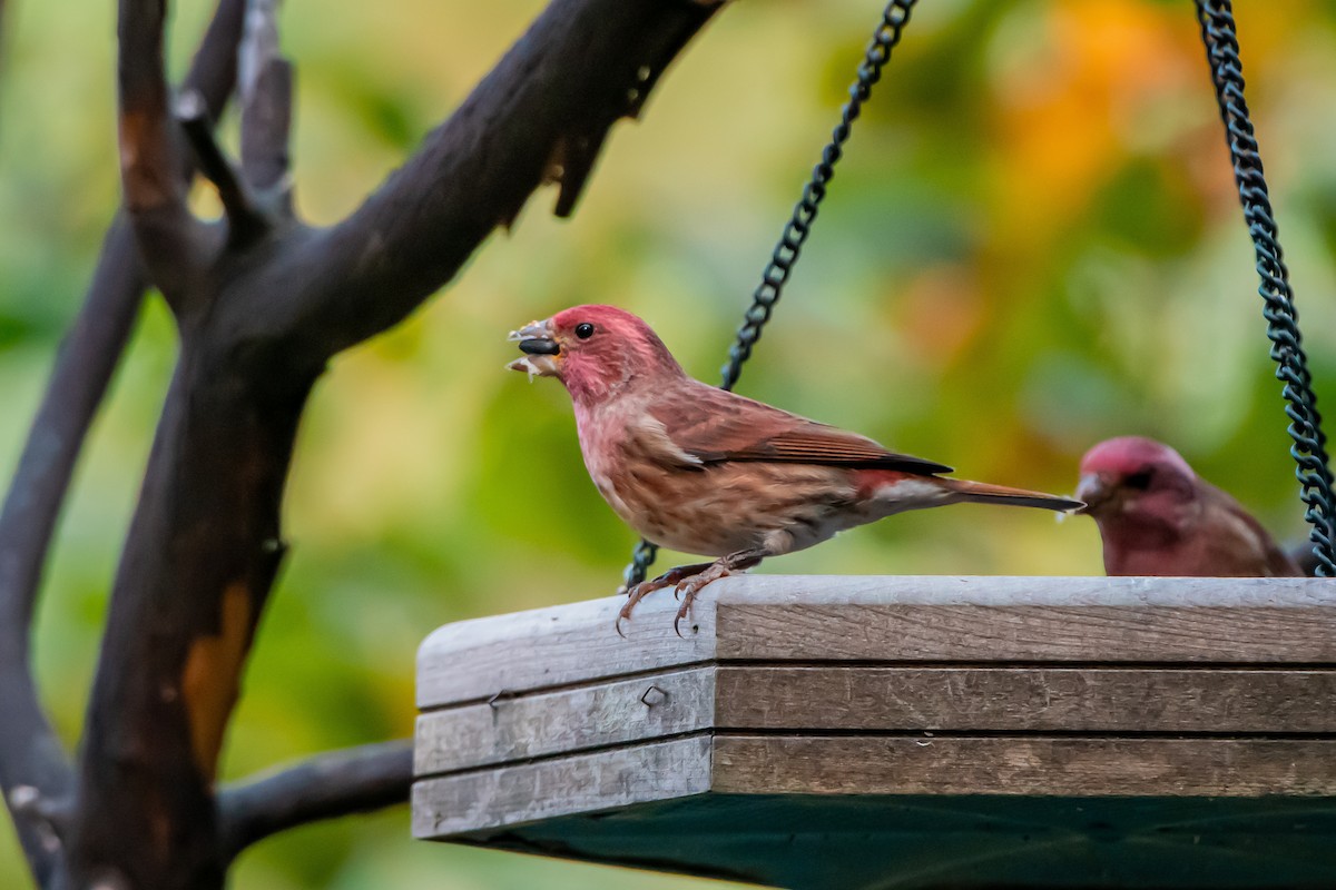Purple Finch - ML642680397