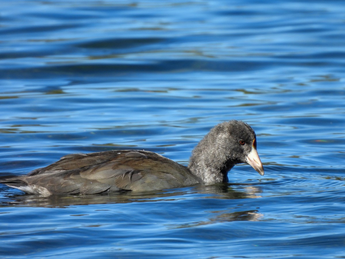 American Coot - ML642680405