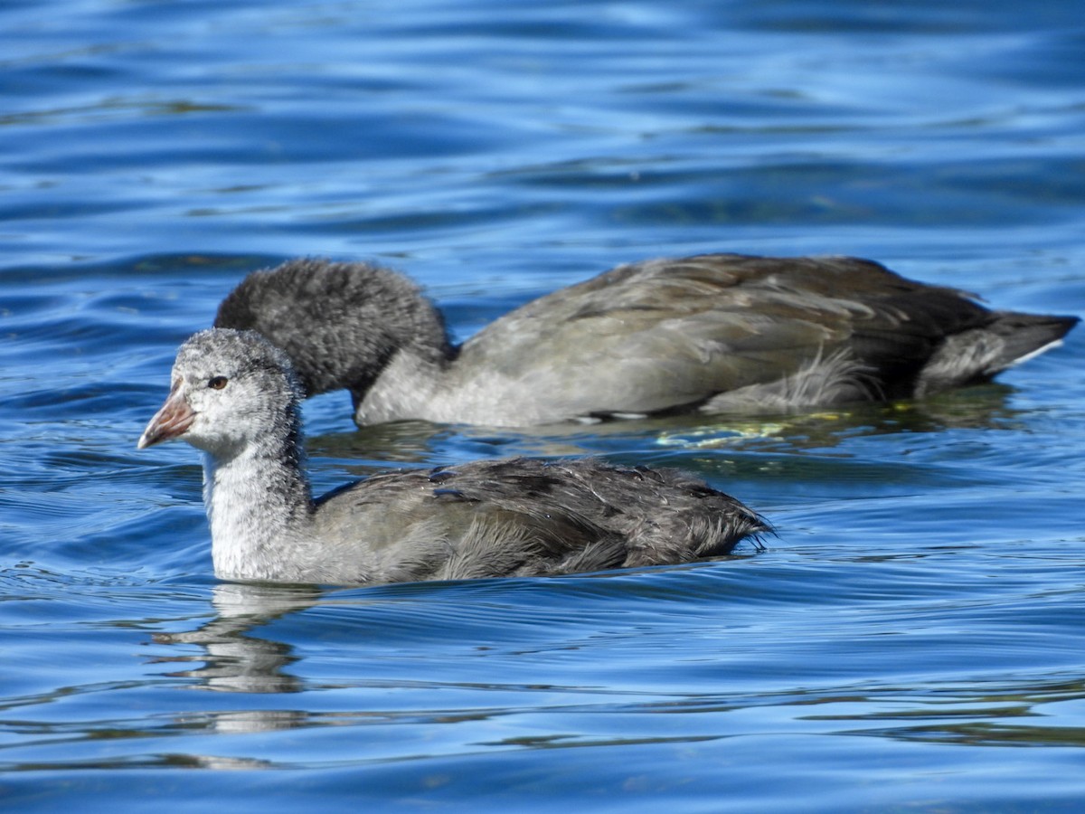 American Coot - ML642680406
