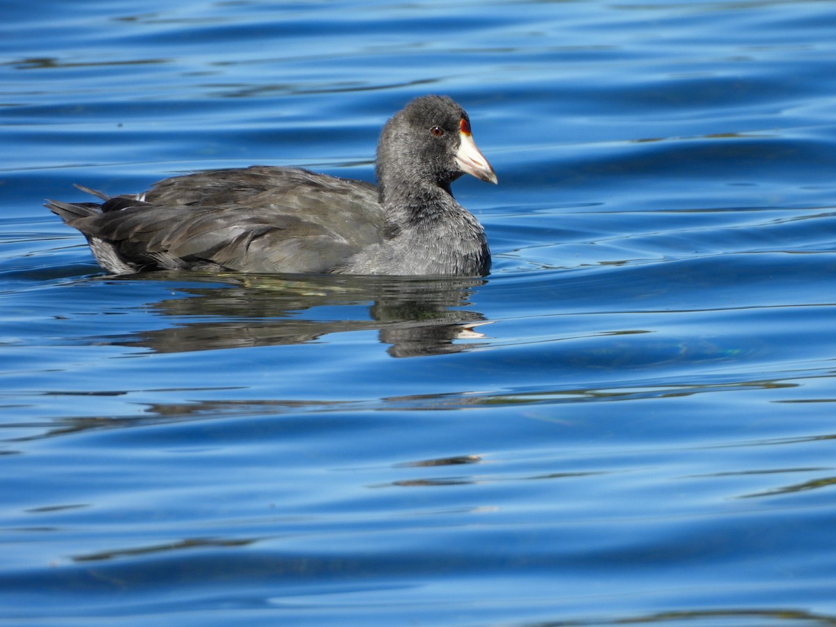 American Coot - ML642680407