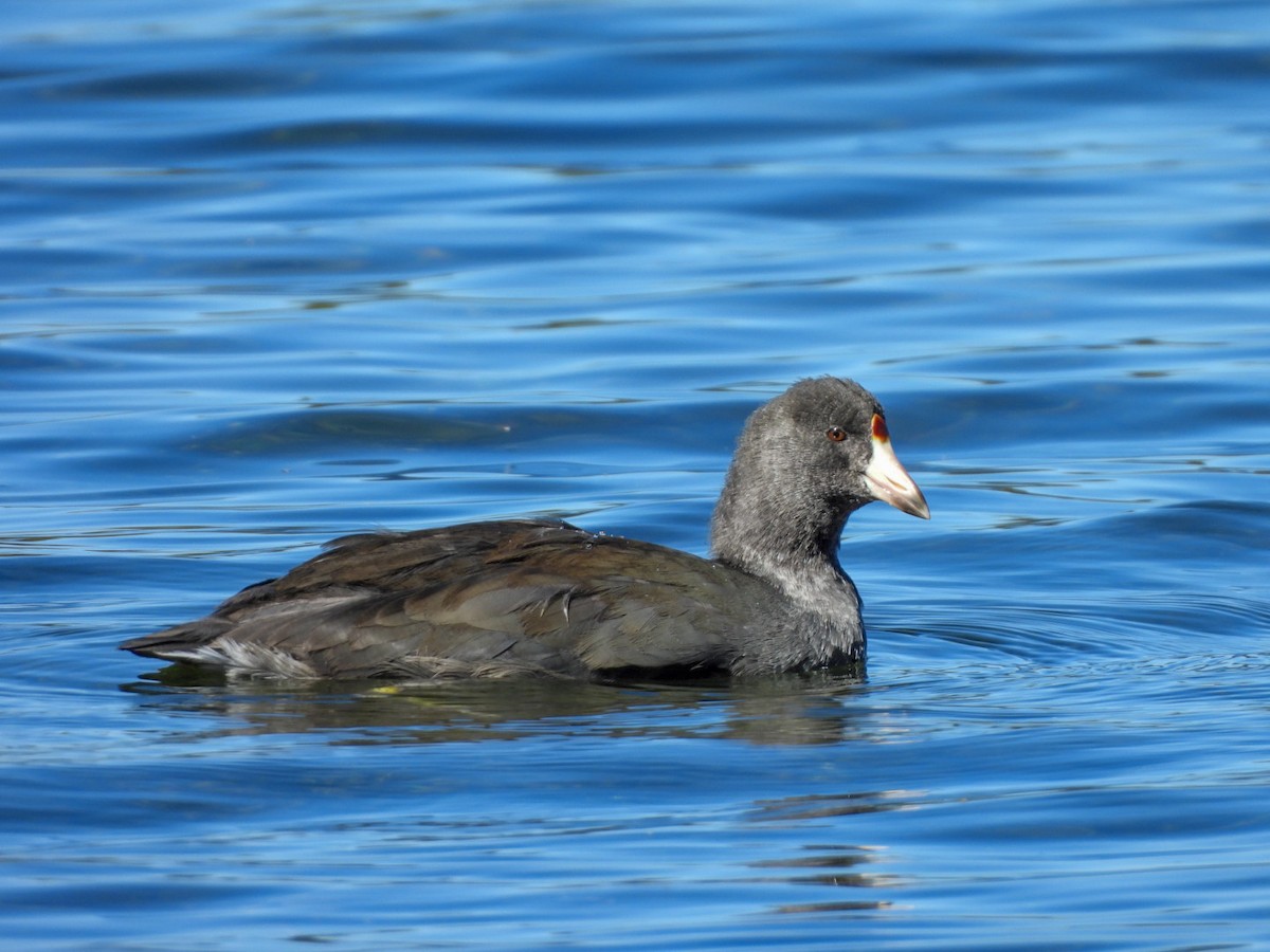 American Coot - ML642680408