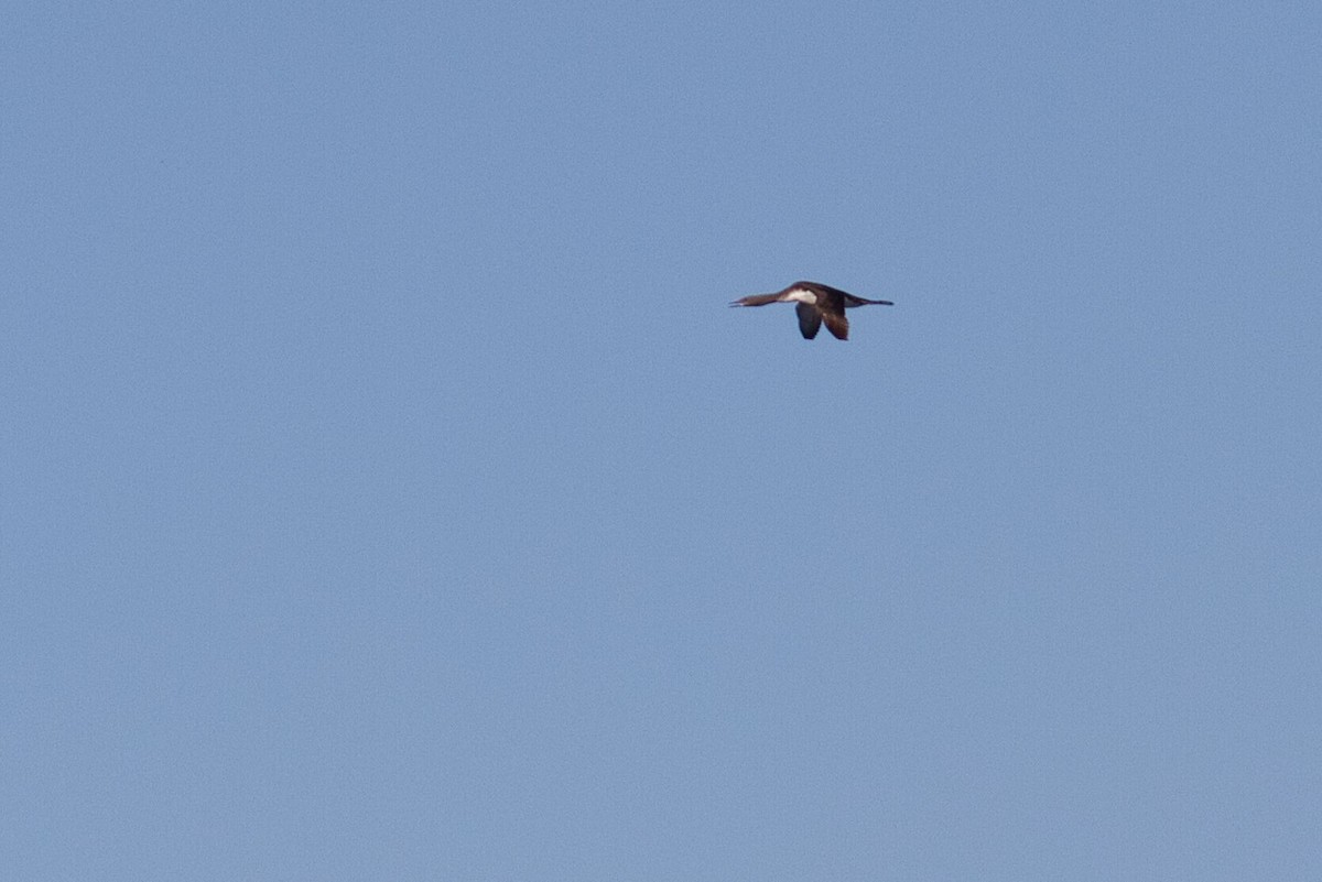 紅喉潛鳥 - ML642680419