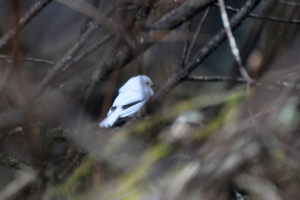 Dark-eyed Junco (Slate-colored) - ML642680436
