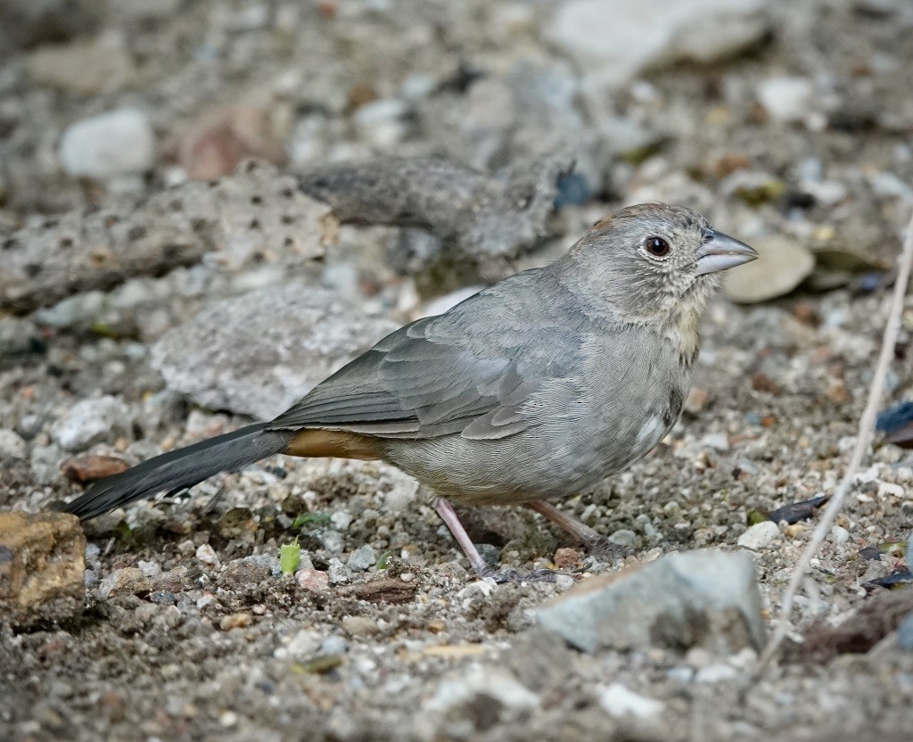 Canyon Towhee - ML642680437
