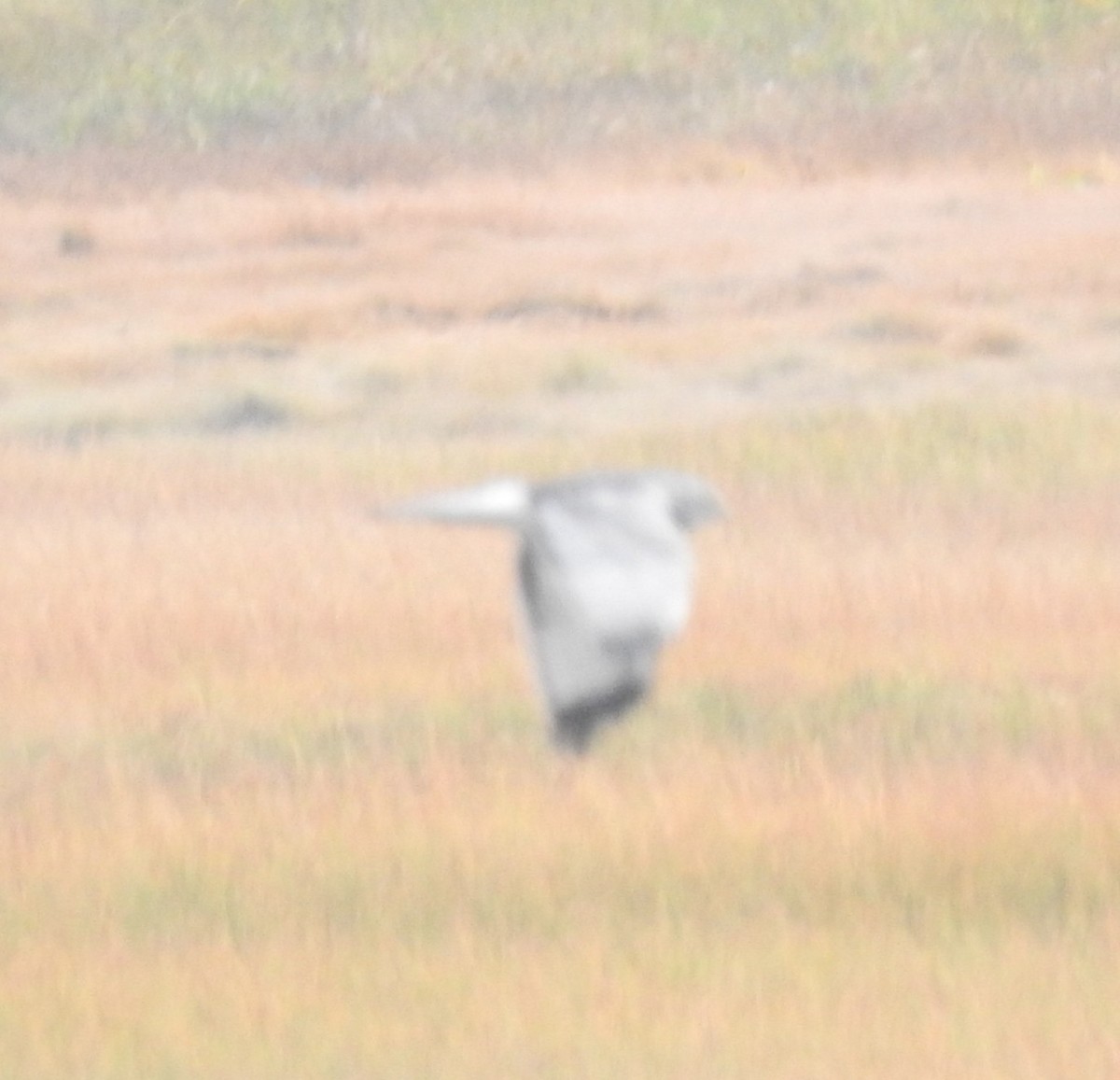Northern Harrier - ML642680450