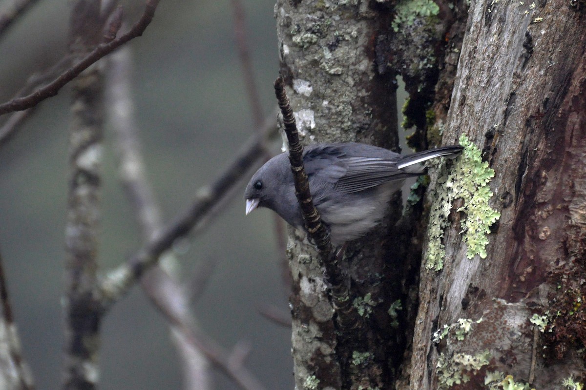 Dark-eyed Junco (Slate-colored) - ML642680458