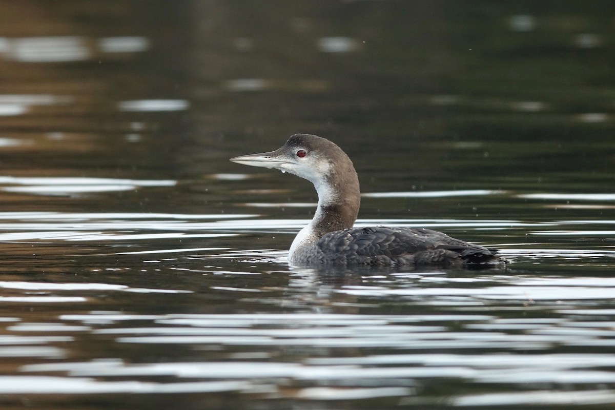 Plongeon huard - ML642680459