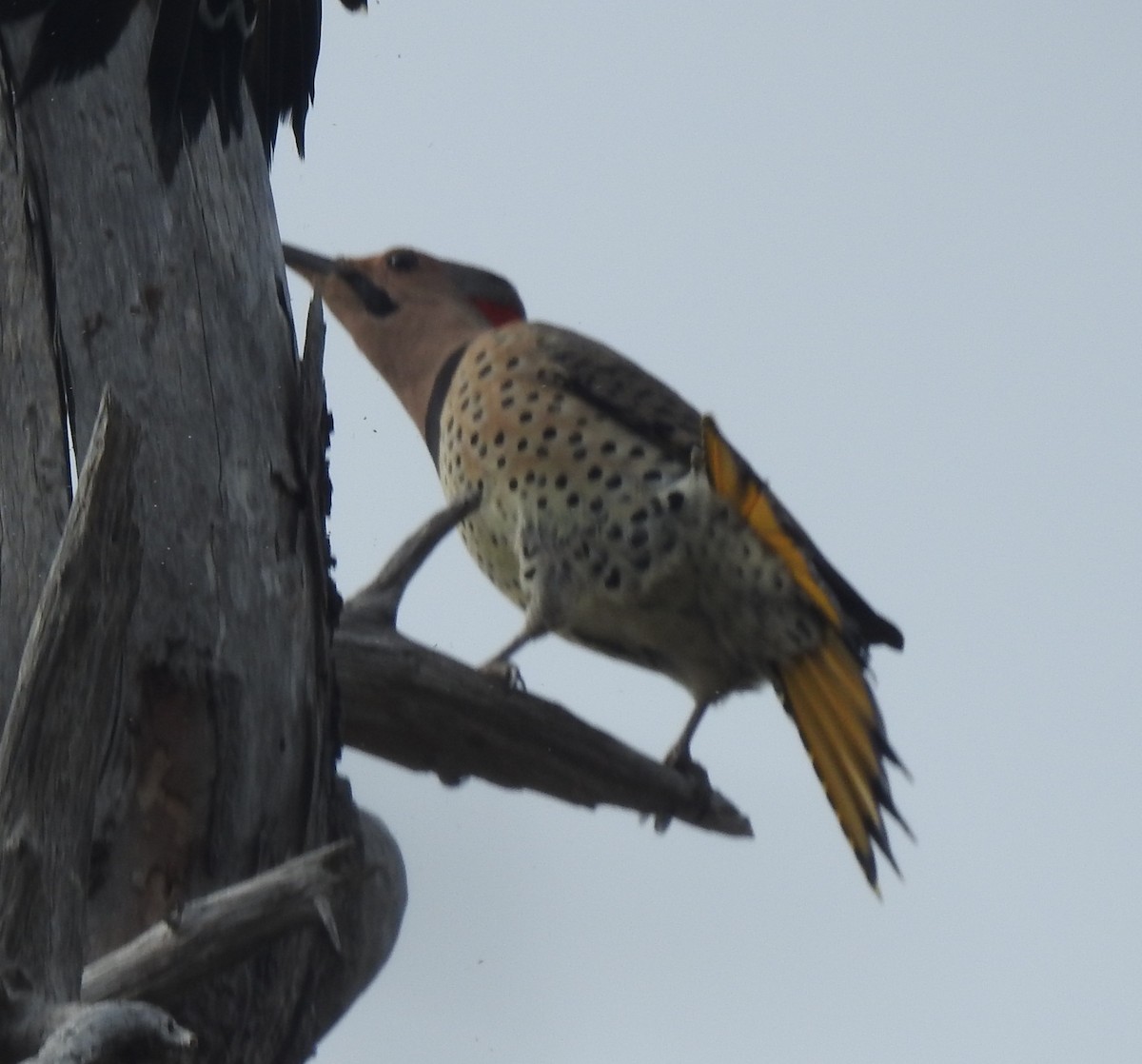Northern Flicker - ML642680460