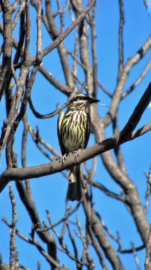 Streaked Flycatcher - ML642680462