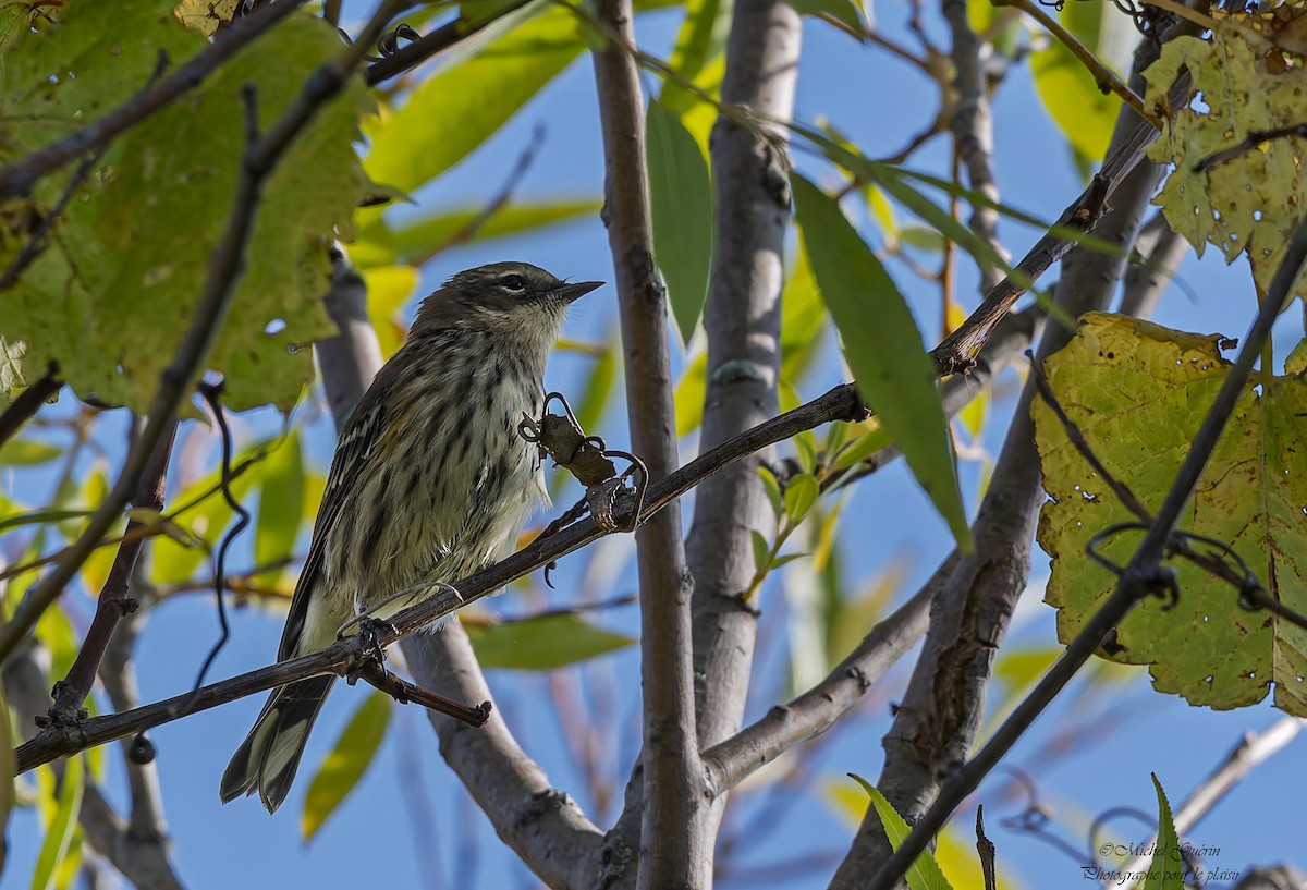 Yellow-rumped Warbler - ML642680467