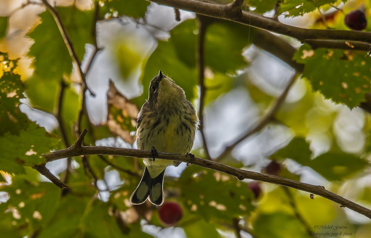 Yellow-rumped Warbler - ML642680468