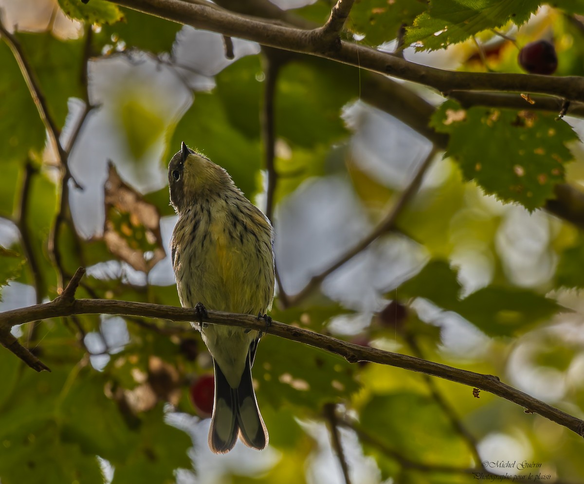 Yellow-rumped Warbler - ML642680469