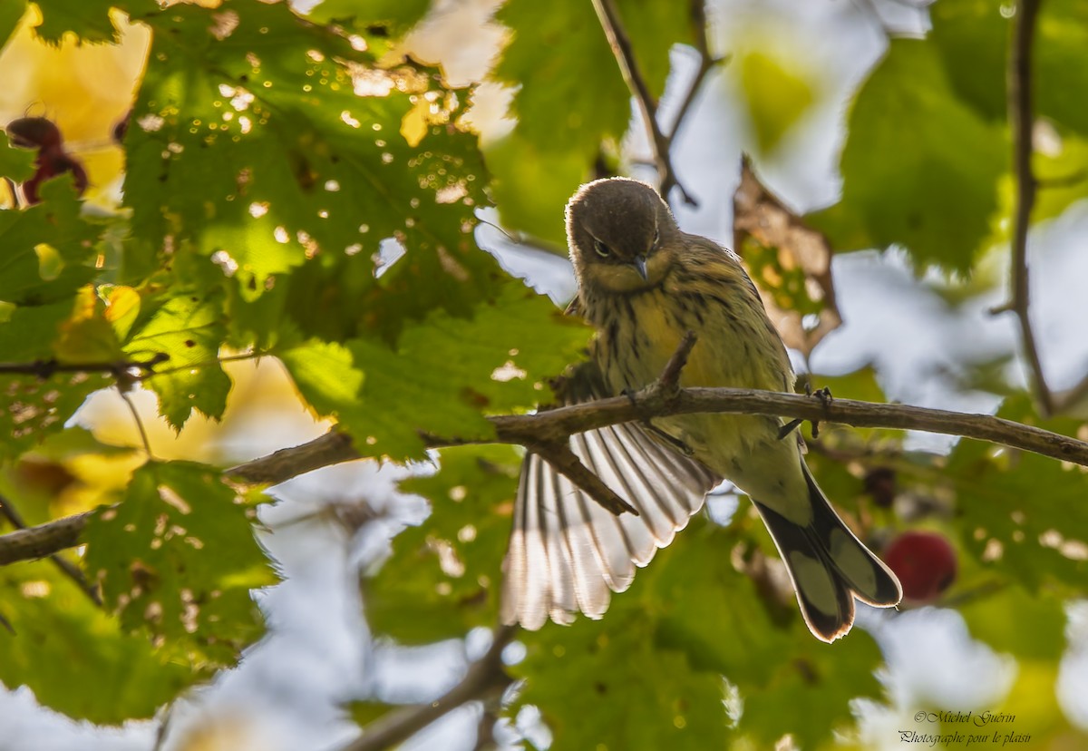 Yellow-rumped Warbler - ML642680470