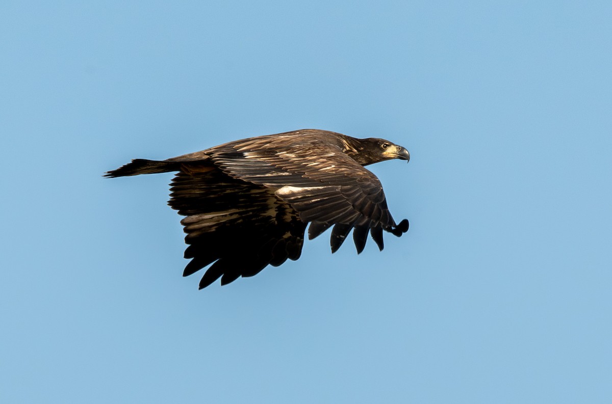 Weißkopf-Seeadler - ML642680471