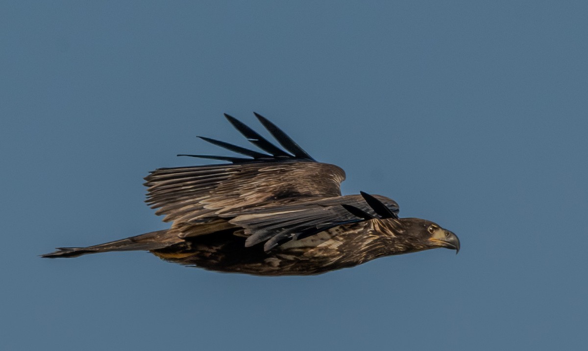 Bald Eagle - ML642680472