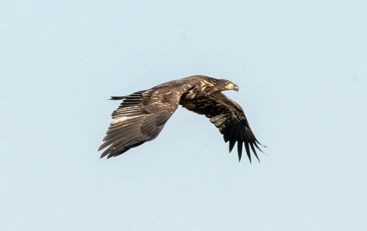 Bald Eagle - ML642680474
