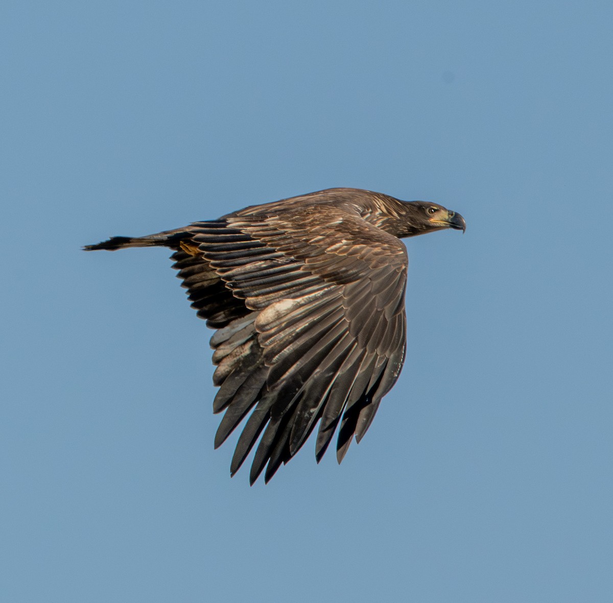Bald Eagle - ML642680475