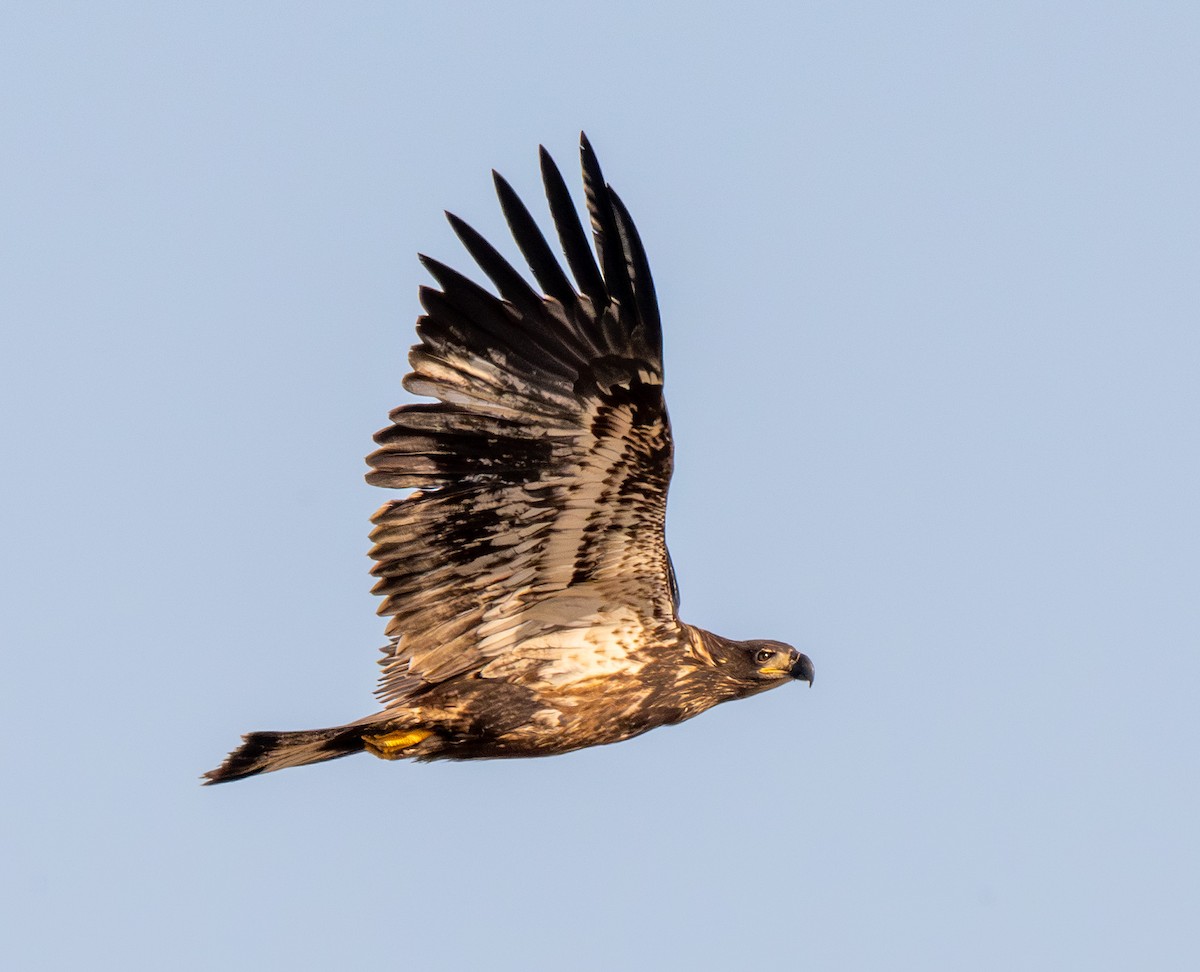 Bald Eagle - ML642680476