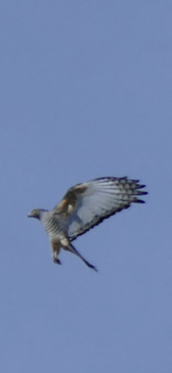 Pacific Baza - ML642680478