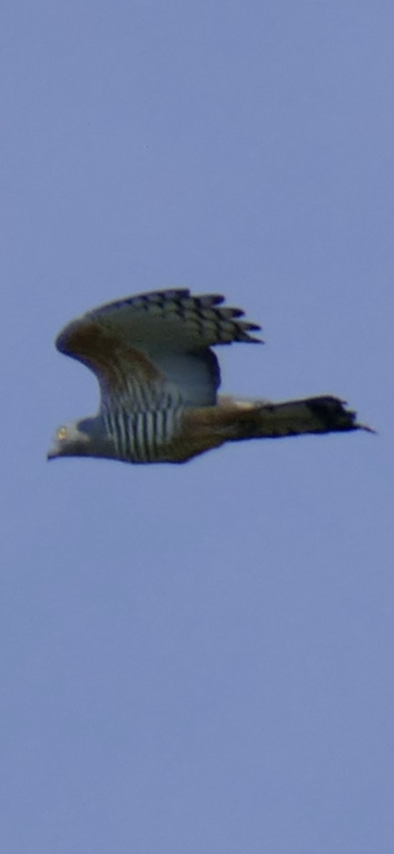 Pacific Baza - ML642680479