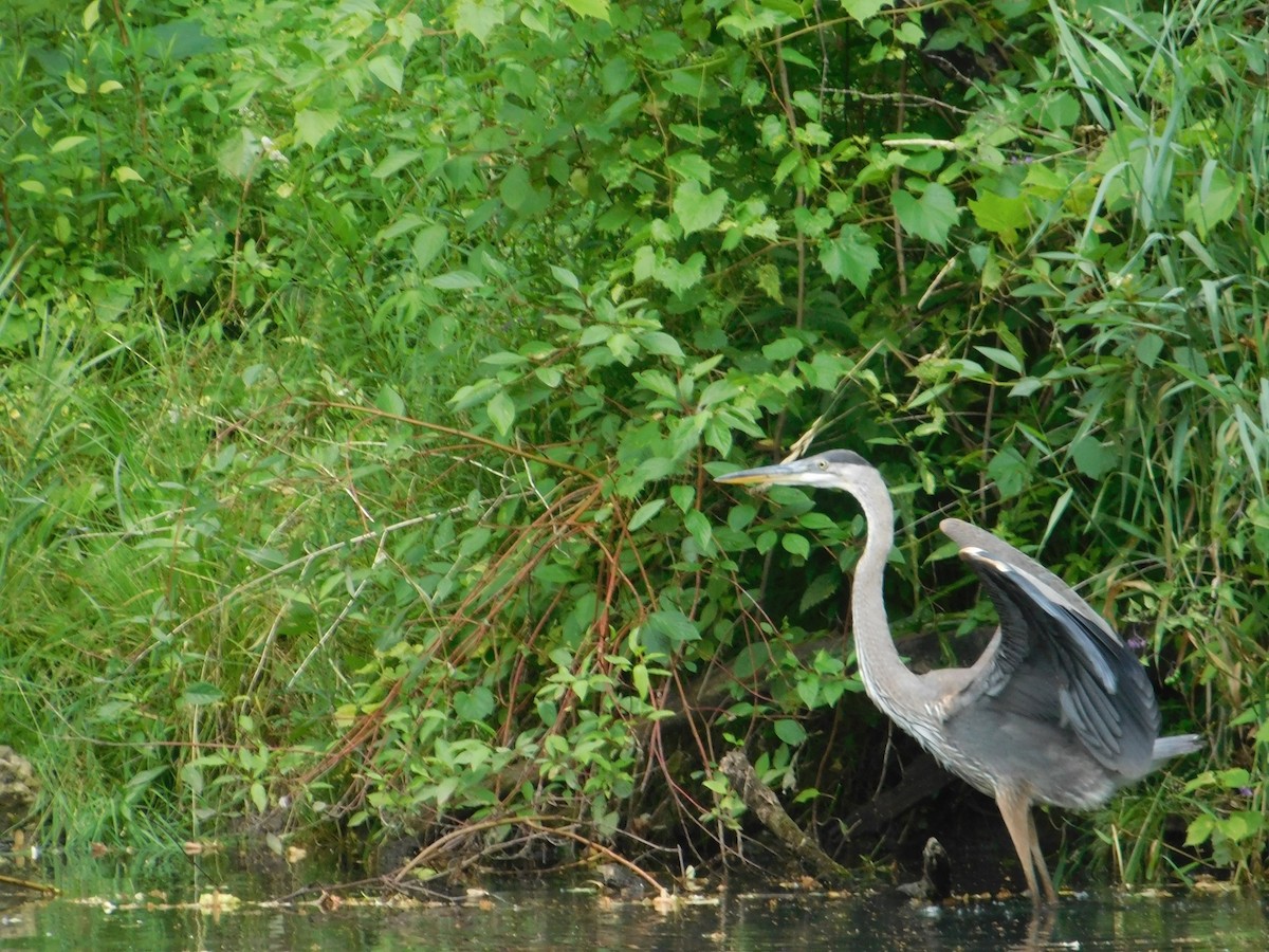 Great Blue Heron - ML642680480