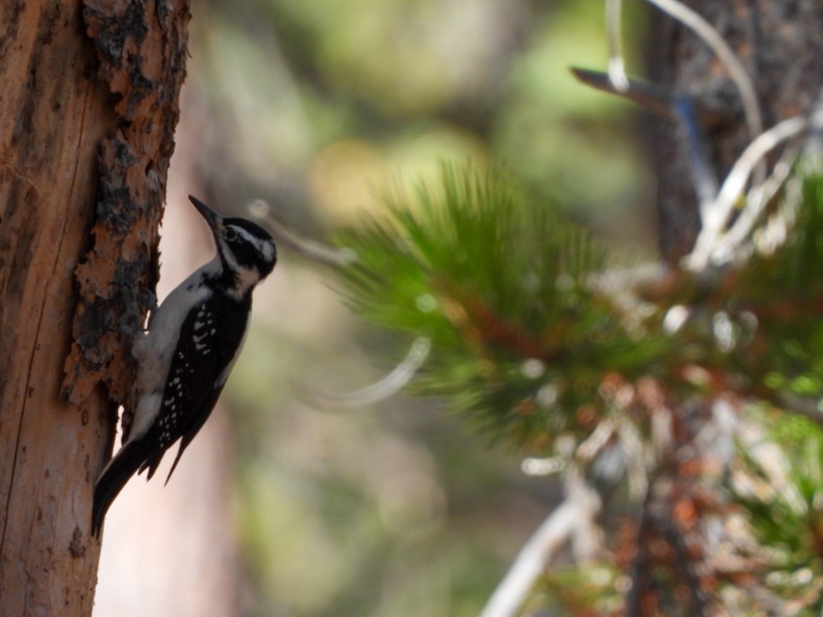 Hairy Woodpecker - ML642680481