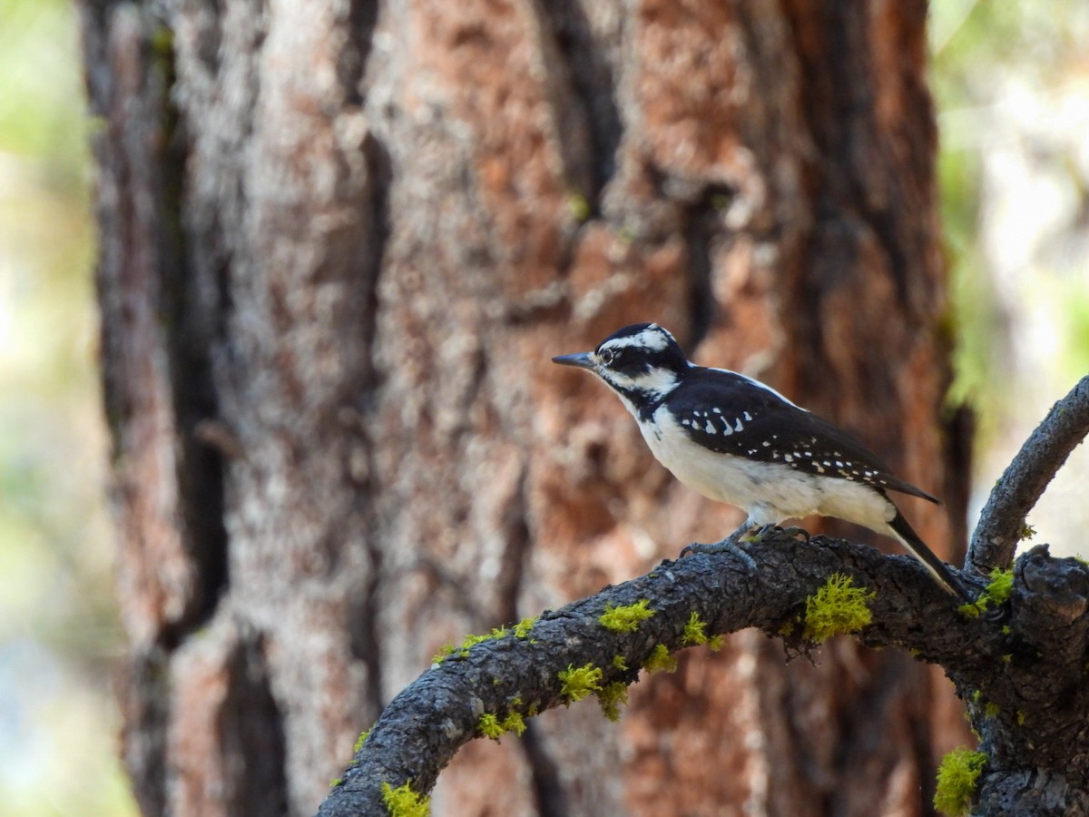 Hairy Woodpecker - ML642680482