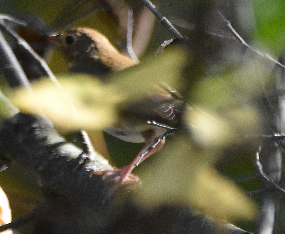 Ovenbird - ML642680483