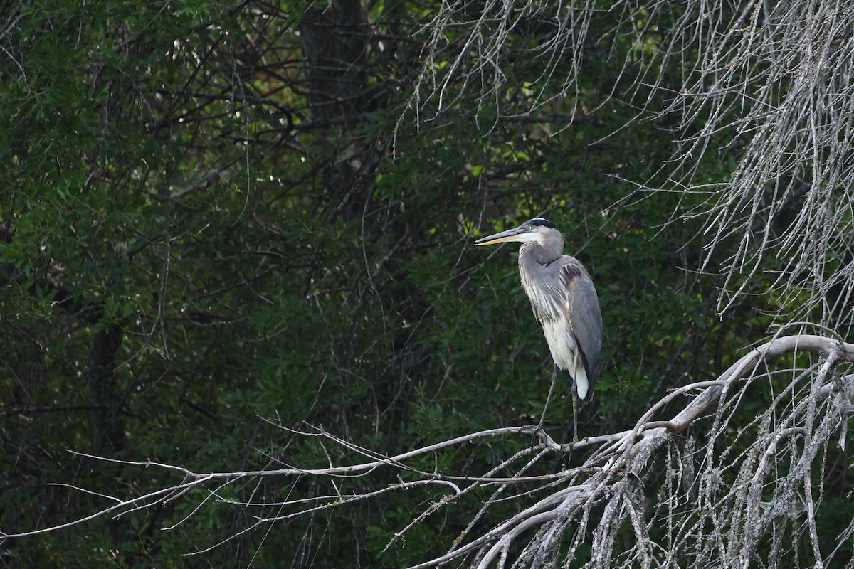 Great Blue Heron - ML642680484