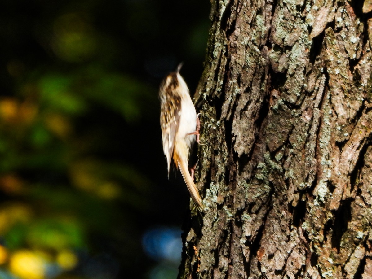 Brown Creeper - ML642680485