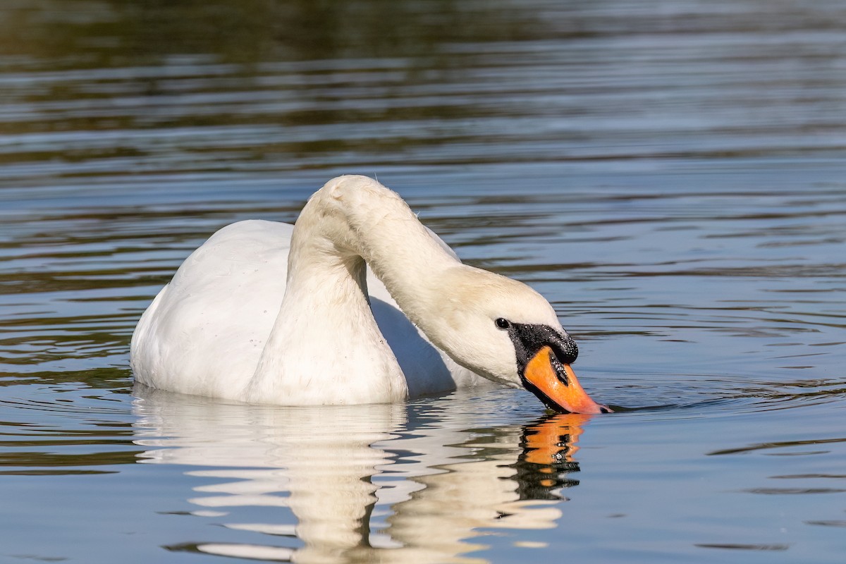 Cigno reale - ML642680486