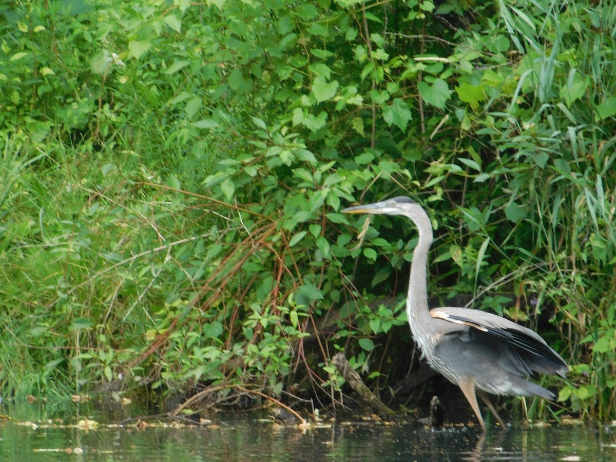 Great Blue Heron - ML642680487