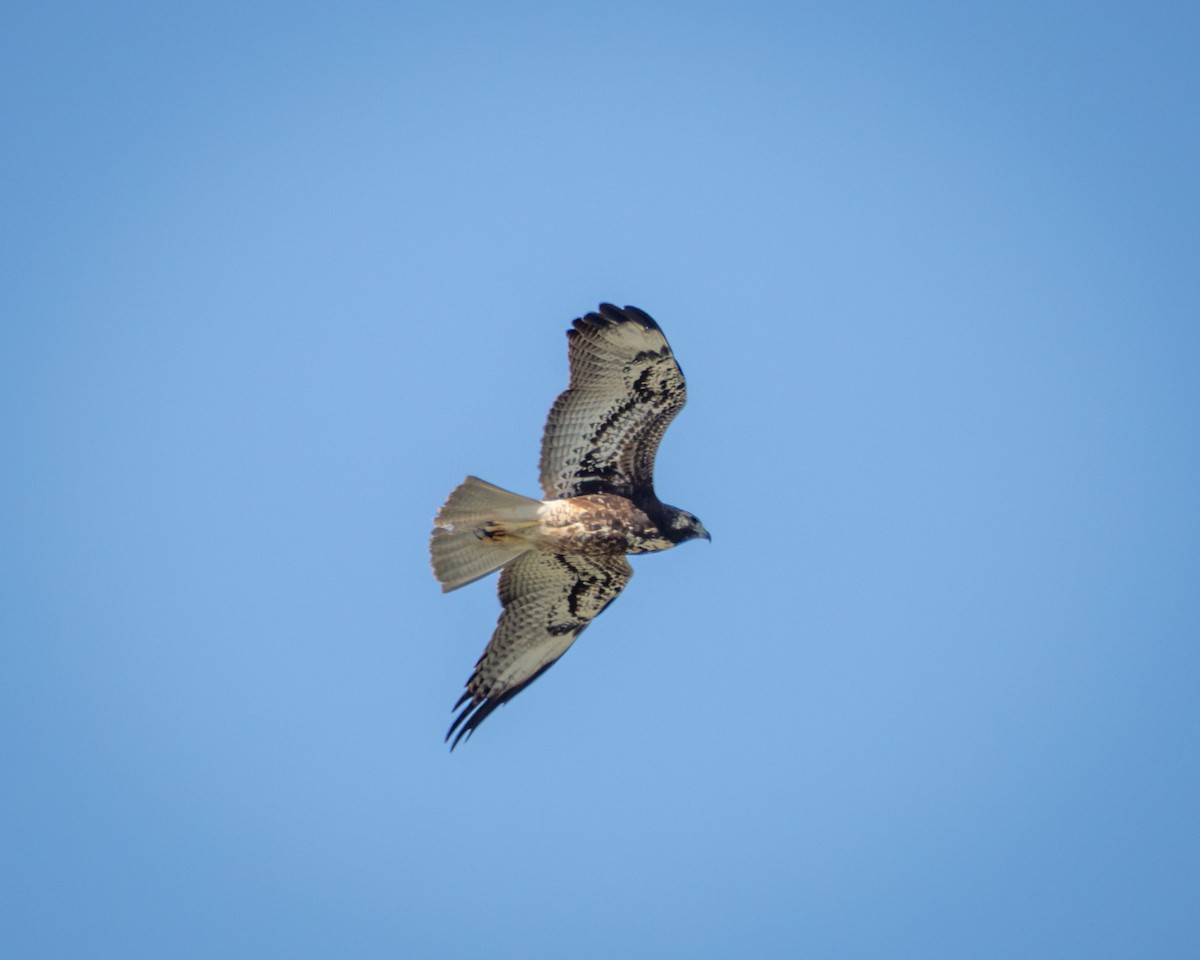 White-tailed Hawk - ML642680488